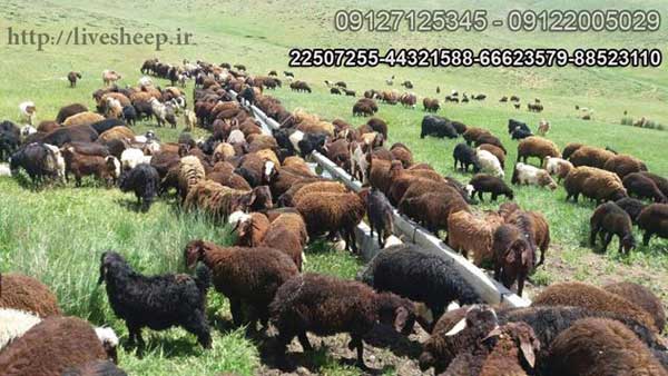 فروش انواع دام و گوسفند زنده در شمال و غرب تهران